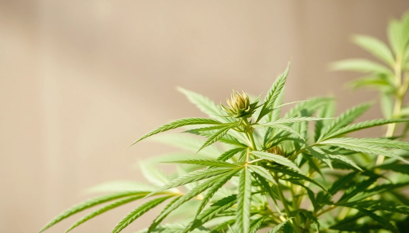 Harnessing Hemp Therapy: Effective Strategies for Natural Wellness